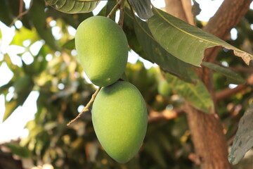 Two green mangoes hanging from a tree branch with leaves