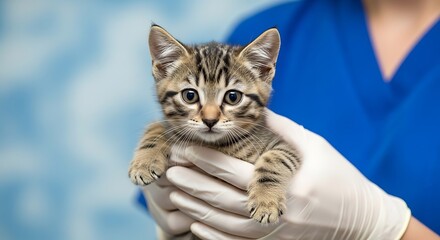 Veterinarian gently holding adorable tabby kitten in clinic