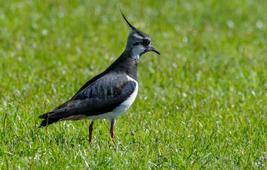 Vanneau huppé © JAG IMAGES