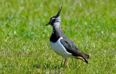 Vanneau huppé © JAG IMAGES