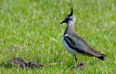 Vanneau huppé © JAG IMAGES
