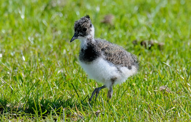 Vanneau huppé © JAG IMAGES