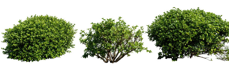Naklejka premium green bushes in different shapes isolated on a white background