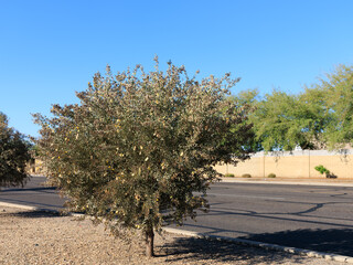 Xeriscaped roadside with desert-like gravel and Leatherleaf Acacia (Acacia craspedocarpa) or Mulga Acacia (Acacia aneura) with fluffy yellow flowers in spring, a common drought-tolerant tree in Phoeni