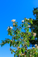Anacahuita or Cordia Boissieri white flowers and green buds and leaves on twigs against clear blue spring sky