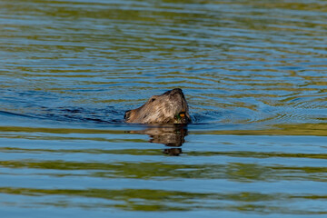 Fototapeta premium Beaver teeth visible