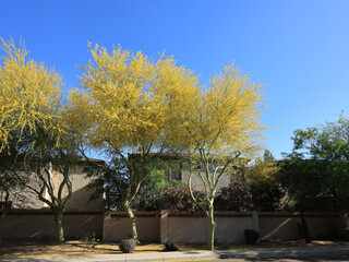Bright yellow flowers of large blooming Palo Verde trees against clear blue sky typically found along xeriscaped roadsides in Phoenix, Arizona, spring time