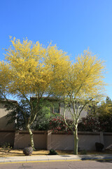 Two large Palo Verde trees with vivid yellow flowers against clear blue sky typically found along xeriscaped roadsides in springtime, Phoenix, Arizona 
