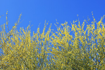 Blooming with vivid yellow flowers Palo Verde tree canopy against clear blue sky in springtime, natural background or backdrop 