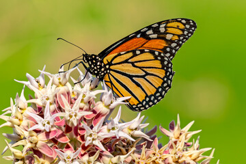 Obraz premium Monarch in Eagle Island State Park August 2022