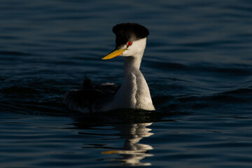 Western Grebe closeup showing red eye