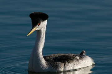 W Grebe in Deer Flat National Wildlife Refuge Idaho