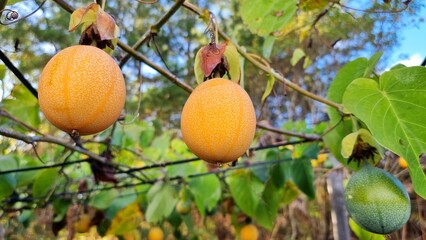orange fruit tree