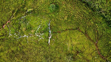 green grass background