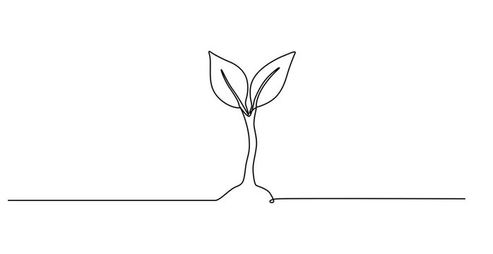 Animated self drawing of Continuous one line drawing of a young plant sprout with two leaves growing from the ground. Plant drawing with editable black stroke on white, Animated, motion, video,