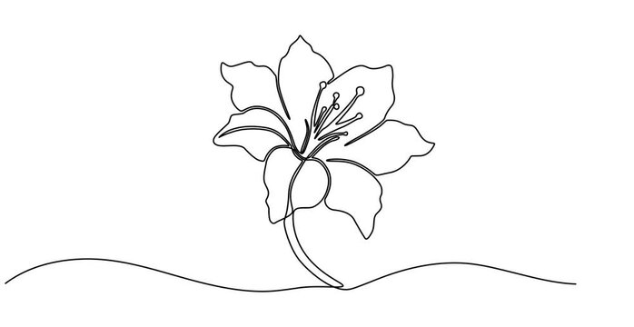 Animated self drawing of   One continuous line drawing of Azalea vector illustration. Type of Flower themes design concept with simple linear style vector. Beautiful useful, Animated, motion, video,