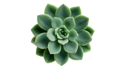 Succulent plant echeveria in green rosette arrangement, top view, isolated on transparent background