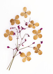 Kwiaty Hortensji na białym tle, tapeta.