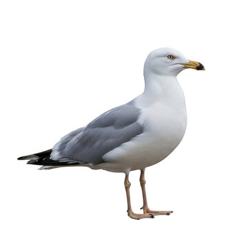 Single seagull standing