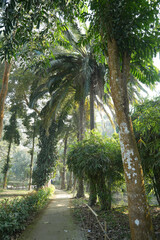 Obraz premium Lush green pathway winding through a dense tropical garden with tall trees and palm foliage creating a canopy overhead