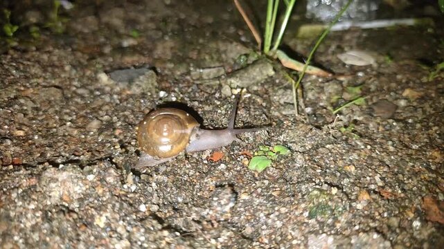 sharp quality of snail activity at night by walking slowly extending both antennae