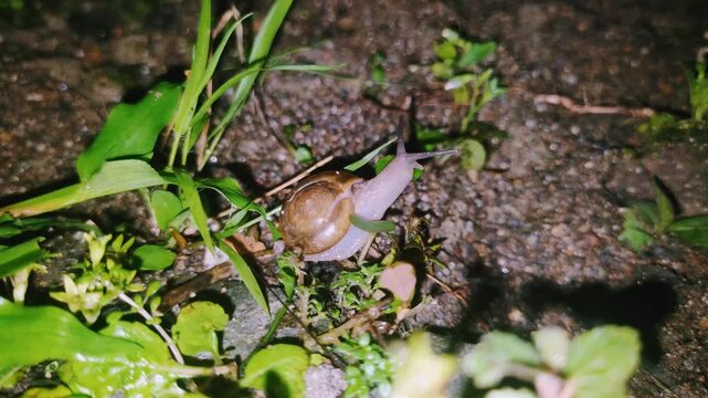 sharp quality of snail activity at night by walking slowly extending both antennae