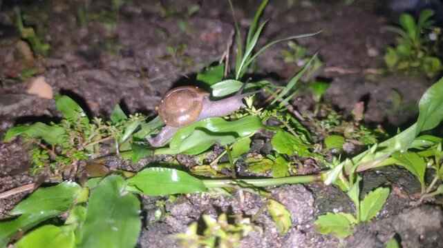 sharp quality of snail activity at night by walking slowly extending both antennae