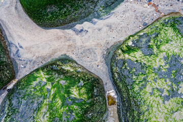 Sylt tidal rocks with green algae and clear water pools