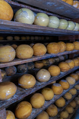 Artisanal round white cheese balls curing in rows. The dramatic side lighting highlights their texture, suggesting a traditional, handmade food production process in a dark cellar.