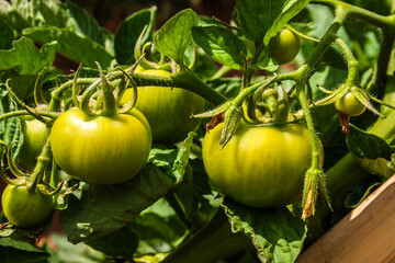 A cluster of unripe green tomatoes growing on the vine in a garden. This image captures the early stage of tomato development before ripening, symbolizing agriculture and the farm-to-table process.