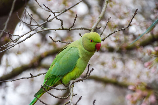 A ring-necked parakeet, also known as a rose-ringed parakeet, rests on a tree branch in a park in London, UK.