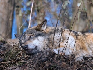 Gray wolf resting on the forest floor with alert eyes in a natural woodland environment.