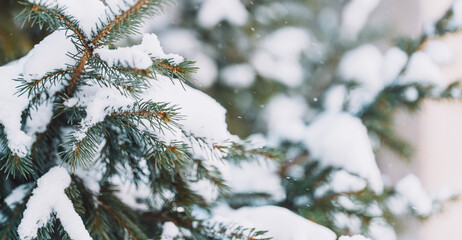 Spruce branch covered in fresh snow on a sunny winter day. High quality photo