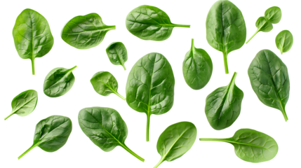 Collection of fresh vibrant green spinach leaves scattered and floating against transparent background symbolizing healthy eating