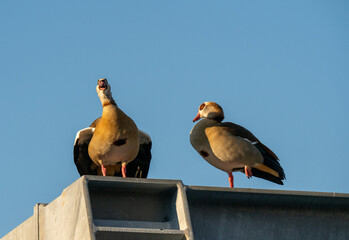 Zwei Nilg&auml;nse sitzen auf einem Dach