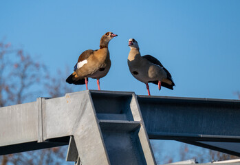 Zwei Nilg&auml;nse sitzen auf einem Dach