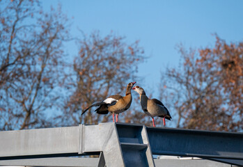 Zwei Nilg&auml;nse sitzen auf einem Dach