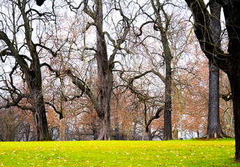 Kahle Baumkronen im winterlichen Park