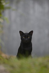Black Cat