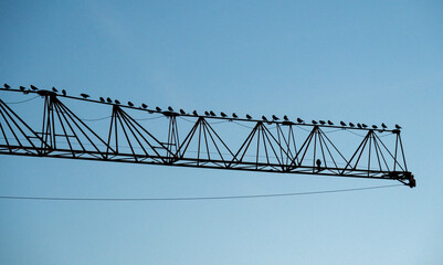 Kr&auml;hen sitzen auf einem Baukran