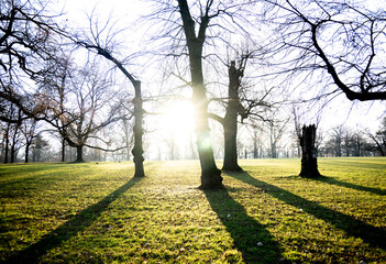 Die tief stehende Sonne scheint durch die kahlen B&auml;ume im Park