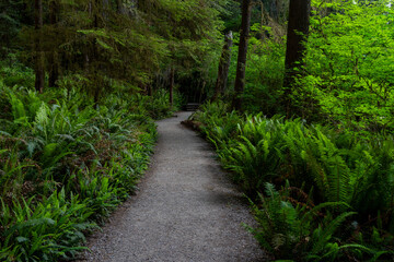 Walking path through the redwood forest in northern California