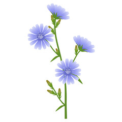 Branch of chicory with flowers and buds on a white background..eps