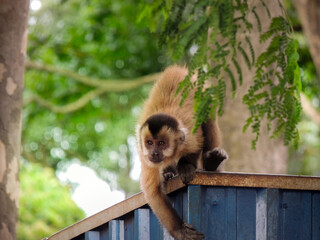 Macaco-prego (Sapajus apella) caminhando sobre cerca de metal azul com fundo verde desfocado.