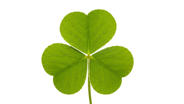 Clover Isolated on White Background for St. Patrick's Cut Out on PNG. AI GENERATED.