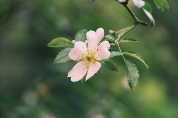 Petite fleur blanche .