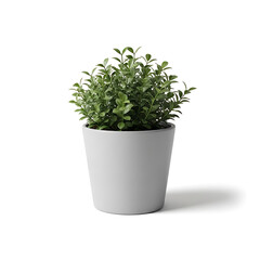 Fototapeta premium A vibrant potted plant, a symbol of growth and serenity. The green plant sits in a simple, elegant pot isolated on white background.generative ai