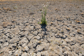 plant in the desert