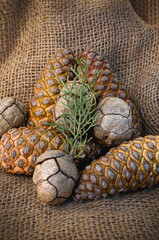 Pigne di pino e di cipresso