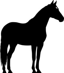 Obraz premium horse sillouette